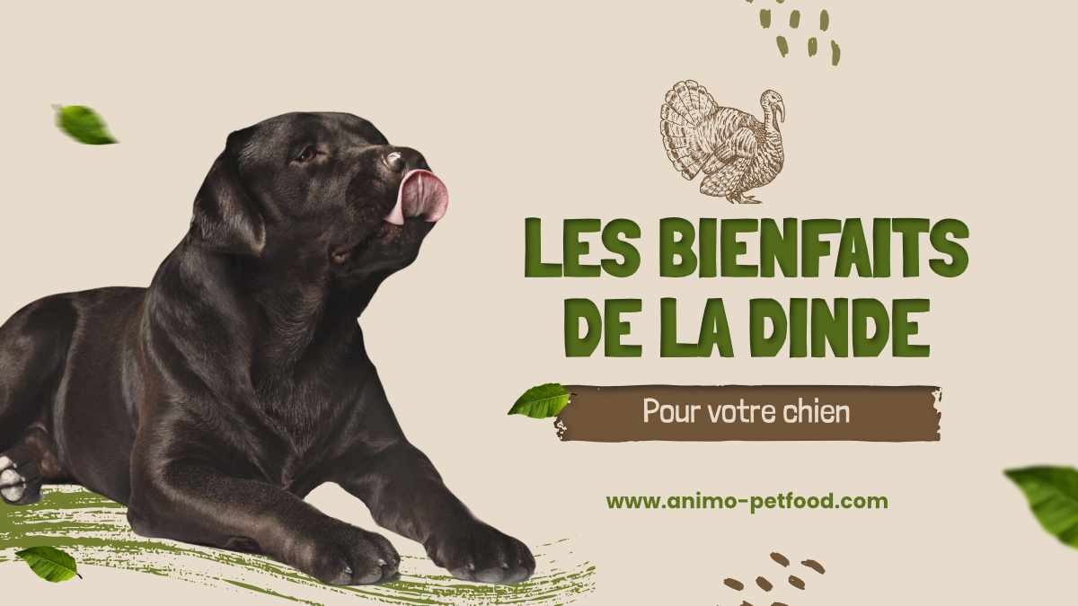 les-bienfaits-de-la-dinde-pour-les-chiens